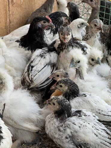 машины на продажу бишкек: Продаю | Куры, Петух