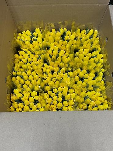 Цветы и букеты: Тюльпаны тепличного выращивания — срезка оптом. - Цвета — 4