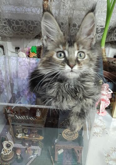 бишкектен уй сатылат: Maine Coon breed, 3 айлык, Ургаачы, Litter trained cat