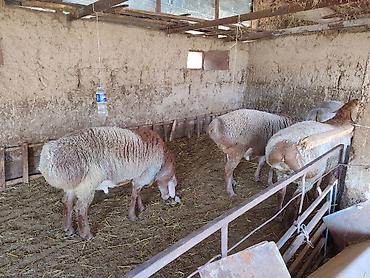 купить арашан баран: Продаю | Баран (самец) | Арашан | Для разведения — 2
