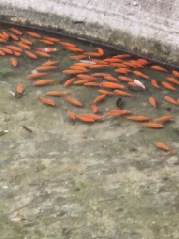 Balıqlar: Qızıl balıq, Sülhsevər, Ünvandan götürmə — 9