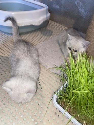 сфинкс котята купить: Котята серебристого окраса ( Скоттиш-страйт) с яркими голубыми — 4