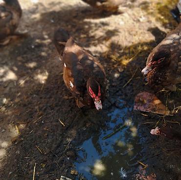 K/t heyvanları və malları: Alman cinsi olan qirmizi okuz ordekler satilir 4 eded erkeydi 5 — 2