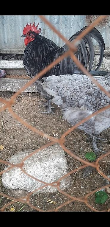 toyuq növləri: Məhsul: Nadir rəngli dekorativ toyuqlar və xoruz Təsvir: - — 1