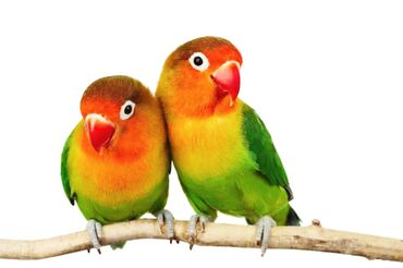 Птицы: Неразлучники с клеткой пара девочка и мальчик. Дарили дочке но она