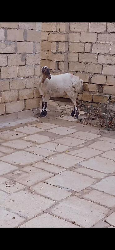 əmlik quzu: Dogmamis sisek 400 diri cekisi41kq — 1