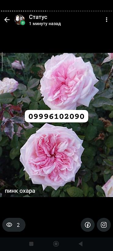 Rose saplings: Саженцы роз в контейнерах - Ассортимент садовых роз (разные сорта и — 32