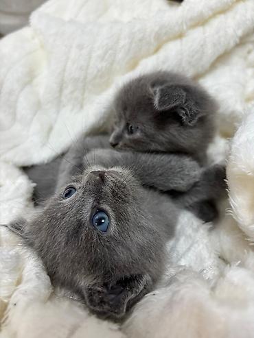 Pişiklər: Britan — 1