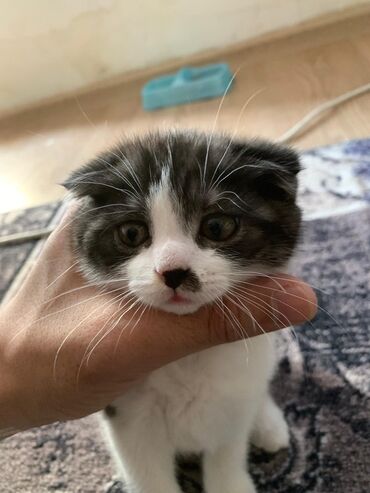 стерилизовать кошку или нет: Скотиш Фолд (Шотландская вислоухая), 3 месяца, Девочка, Биколор