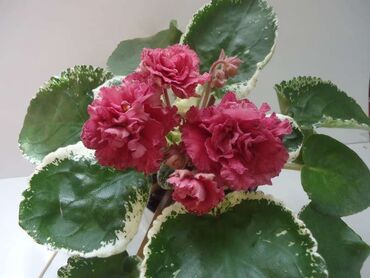 Otaq bitkiləri: Fialka startiorlari 4 azn — 1