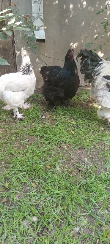 simmental ineklerin satisi: Toyuq, Brama, Damazlıq