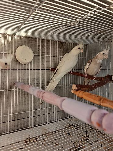 Tutuquşları: Nymph (kokatiel) quşları – müxtəlif rəng növləri - Növ: Nymph parrot — 2