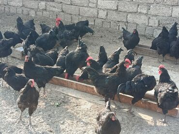 Toyuqlar: Toyuq, Yumurtalıq — 9