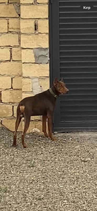 it pitbull: Doberman, 1 il, Erkek, Peyvəndli, Ünvandan götürmə