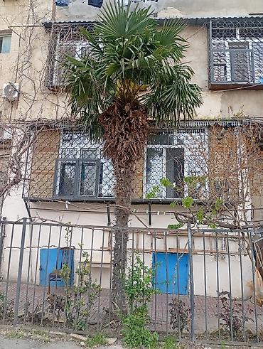 palmalar: Xurma (palma) ağacı – canlı dekorativ bitki - Növ: Fan tipli palma — 1