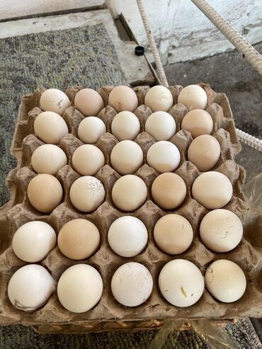 петухи дакан: Продаю | Инкубационные яйца | На забой, Несушки