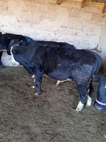 Коровы, быки: Продаю | Бык (самец) | На откорм — 6
