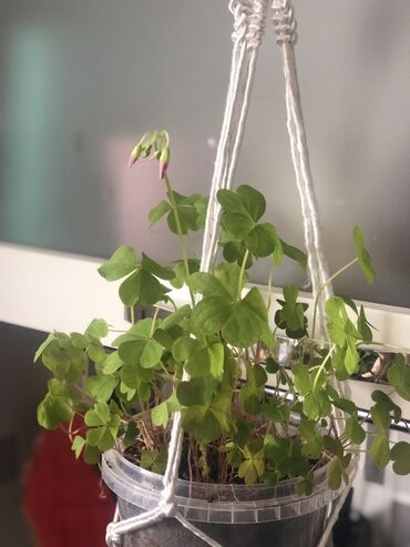 Otaq bitkiləri: Комнатные растения Крестовник — крупные и мини-растения Каменный — 13