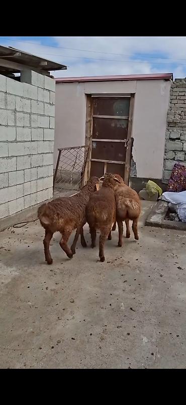 keci pendiri qiyməti: Qoyunlar – 3 baş, ətlik/südlük yerli cins - Rəng: açıq-sarı və tünd — 1