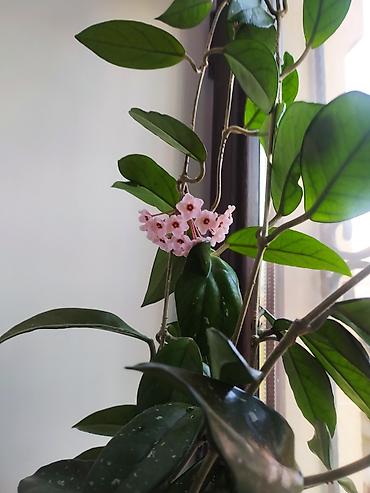 hoya gulu: Məhsul: Hoya carnosa (Vaksliyan/Vax gülü) – çiçəkli, sarmaşıq tipli — 3