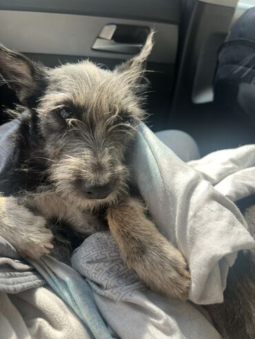 акустические системы teac колонка в виде собак: Молодая собачка мелкой/средней породы с жёсткой шерстью (тип терьер)