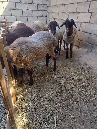 cuce satışı: 9quzu satılır. 2 erkək 7dişi . diri çəkilərək 28. 27. 29. 24 kilodu — 5
