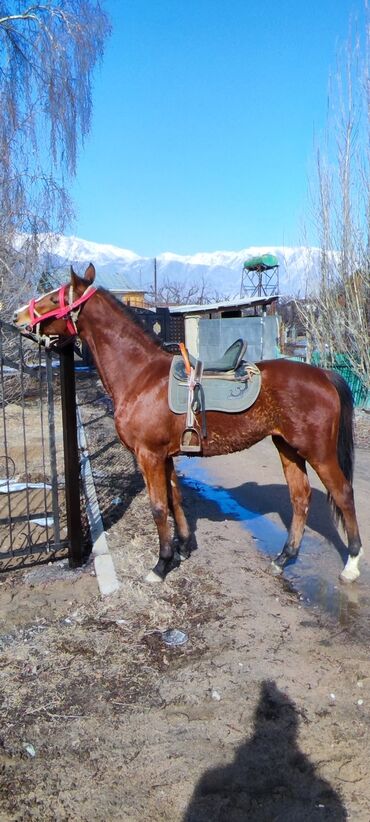 лошадь кыргызстан: Продаю | Кобыла (самка) | Английская | Для разведения, Рабочий, Конный спорт | Племенные