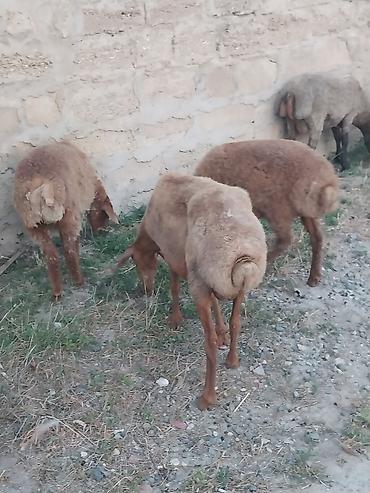 qurbanliq qoyun: Saf qan təmiz hələb təkəsi, onnan dönmə çəpişlər, Ana-bala qoyunlar. 2 — 8