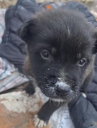 Psi: Štene pronađeno pored kontejnera za udomljavanje – mešanac, crne dlake — 1