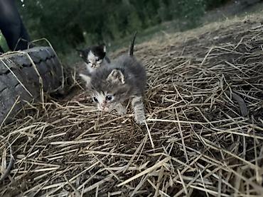 мальтипу собака: Очаровательные котята,которых кто то выкинул,отдадим в добрые руки🙏🏻 — 3
