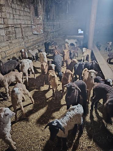 dovşan eti: 300 bas heyvandi 100 u dogub 120 bala super damazliq heyvanlardi dogus — 2