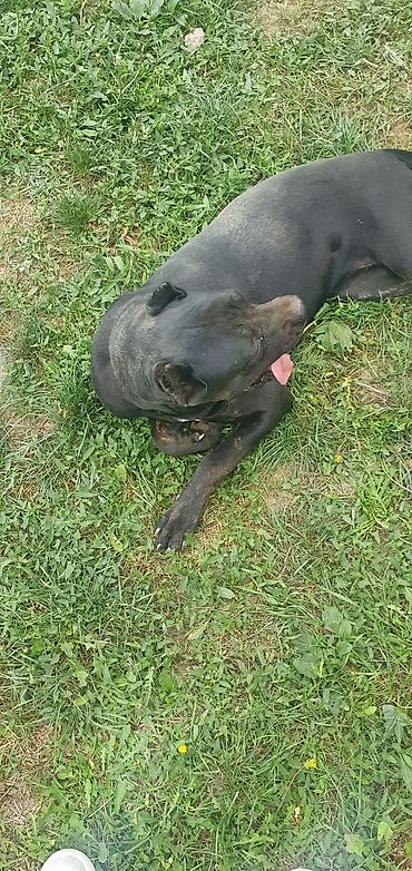 kupujem prodajem pomeranac: Trazi se odgovoran vlasnik i ljubitelj rase Cane Corso sa uslovima za — 5