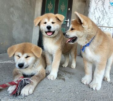 İtlər: Akita-inu, 3 ay, Erkek lalafo.az -da İtlər: Akita-inu, 3 ay, Erkek