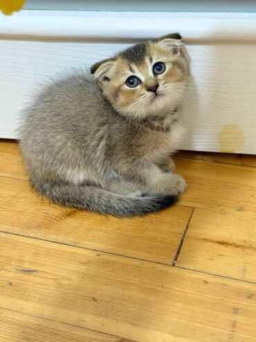 Pişiklər: Şotland yastı qulaq, Erkək, Dişi, Yaxşı əllərə, Ünvandan götürmə, Pulsuz çatdırılma, Ödənişli çatdırılma — 128