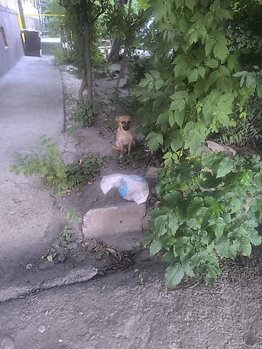 собачья: Пожалуйста, заберите кто нибудь собачку, добрая, отзывчивая — 1