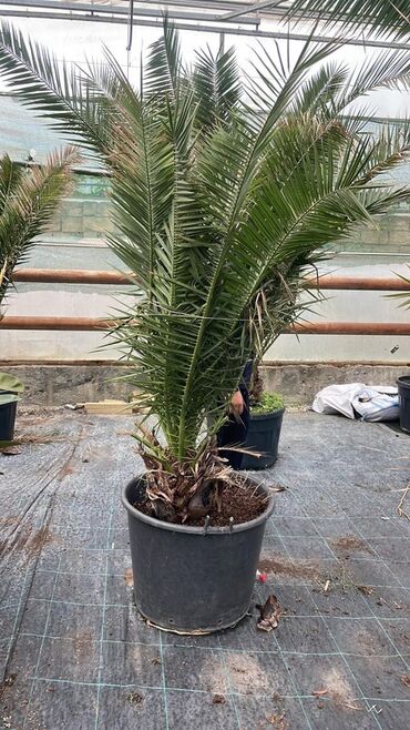 Pastel dəstləri: Kanarya Xurmasi (Phoenix canariensis) – iri ölçülü, qara plastik