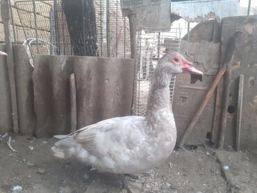 Xoruzlar: Ordekler 42 azn diri ceki 4kg 300gr. xoruz cekisi 2kg.600gr. - Cins — 9