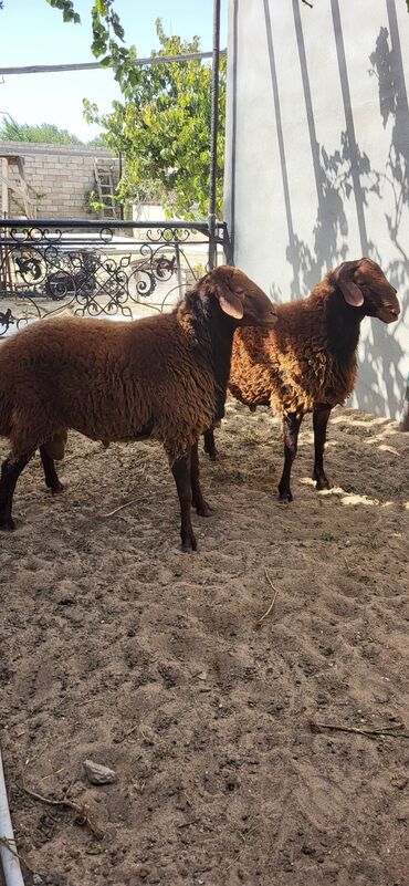 Qoyunlar, qoçlar: Erkək, Qala, il: 2, 90 kq, Damazlıq, Ünvandan götürmə — 5