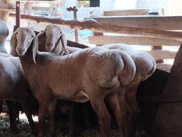 альпийские козы: Продаю | Ягненок | Арашан | Для разведения | Племенные