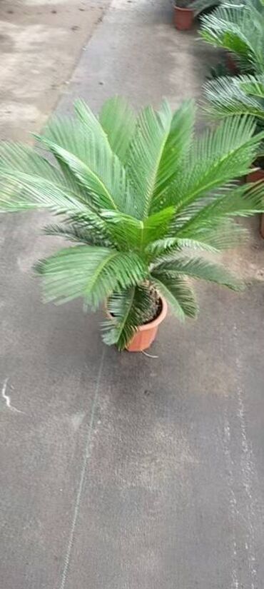 Другие комнатные растения: Предлагаются различные комнатные растения в горшках. В наличии кротоны — 15