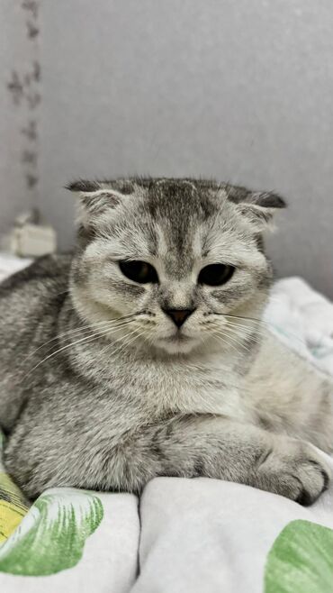 Pişiklər: Şotland yastı qulaq, Dişi, Yaxşı əllərə, Ödənişli çatdırılma — 16