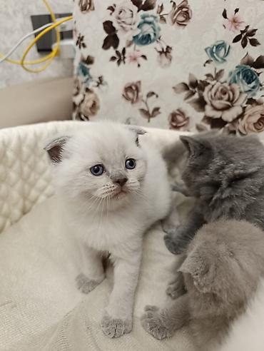 Pişiklər: Şotland, Ödənişli çatdırılma — 10