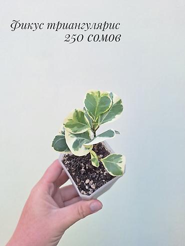 Фикустар: 🪴 Фикусы разных сортов в продаже. 🌿 Названия сортов и цены указаны на — 8