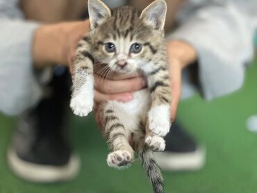 кот мейкун: Красивые чистые котята ищут дом 2 мальчика 2 девочки Возраст 1 месяц
