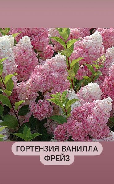 дом для бизнес: Сдаю Кабинет Для стоматолога, Для косметолога, Для массажиста, В жилом комплексе, 100 м², Долгосрочно, 1 линия