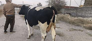 Продам с/х животных: Продаю | Корова (самка) | Для молока — 4