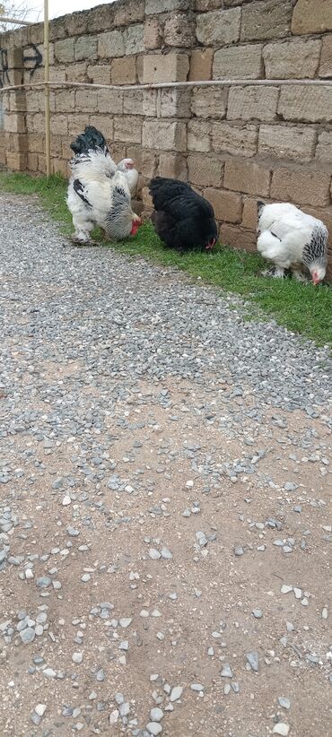 Toyuqlar: Brahma toyuqları – yumurtacı və ətlik iri cins 3 toyug 1 xoruz 280 m — 14