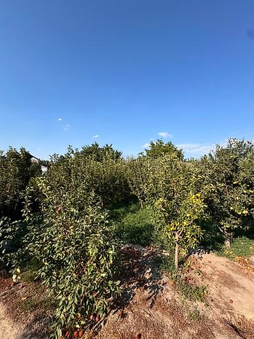 королевский: 🏡 Продается 5-комнатный дом с готовым прибыльным бизнесом! — 5