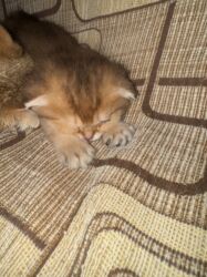 Pişiklər: Britan -da lalafo.az — 14 Pişiklər: Britan — 14