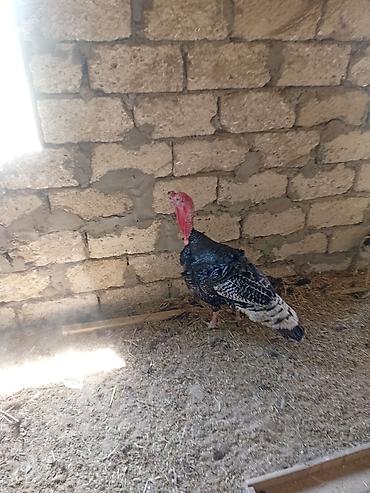 sud sagan pompa: Hind quşları satılır 1 erkey 2 dişi — 3